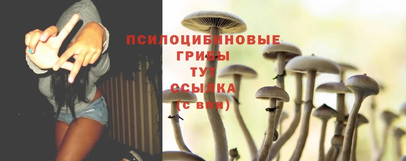 Псилоцибиновые грибы MAGIC MUSHROOMS  магазин  наркотиков  Костомукша 