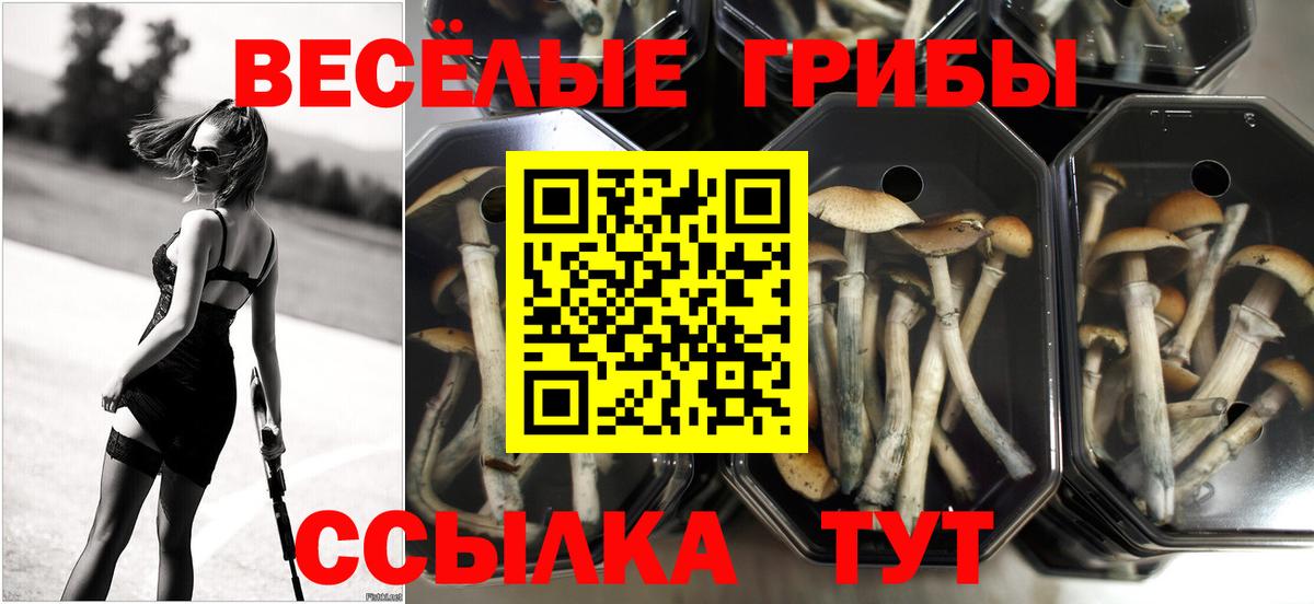 Костомукша  Галлюциногенные грибы Psilocybe  Вход с VPN 